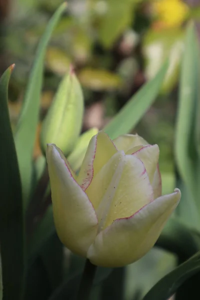 Bahçedeki Sarı Lale Çiçeği — Stok fotoğraf