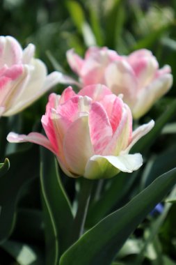 Bahçede pembe Terry lale çiçeği