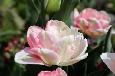 Bahçede pembe Terry lale çiçeği