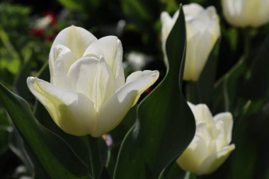 Bahçedeki beyaz lale çiçekleri