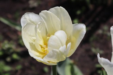 Bahçedeki Beyaz Terry Lale Çiçeği