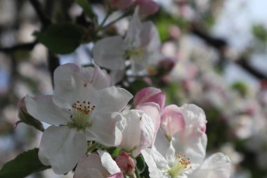 Elma ağacı çiçekleri. Baharda çiçek açan elma bahçesi.