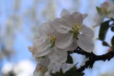 Elma ağacı çiçekleri. Baharda çiçek açan elma bahçesi.