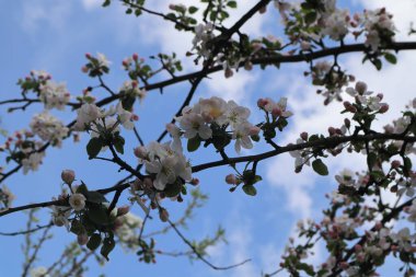 Elma ağacı çiçekleri. Baharda çiçek açan elma bahçesi.