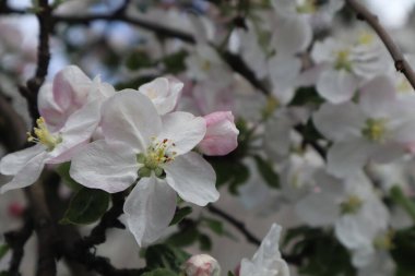 Elma ağacı çiçekleri. Baharda çiçek açan elma bahçesi.