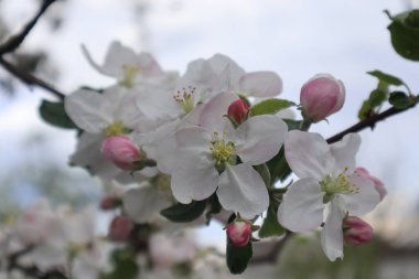 Elma ağacı çiçekleri. Baharda çiçek açan elma bahçesi.