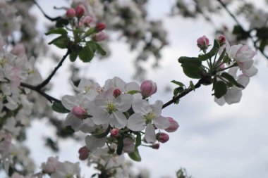 Elma ağacı çiçekleri. Baharda çiçek açan elma bahçesi.