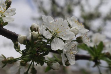 Erik ağacı çiçekleri. Çiçekli bahar bahçesi.