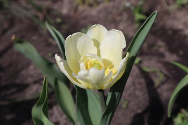 Bahçedeki Beyaz Terry Lale Çiçeği