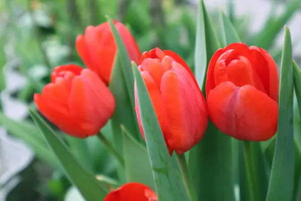 Rote Tulpenblüten Garten — Stockfoto