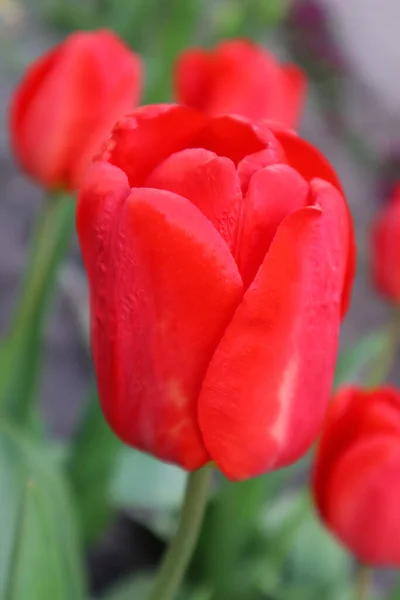 Bunga Tulip Merah Taman — Stok Foto