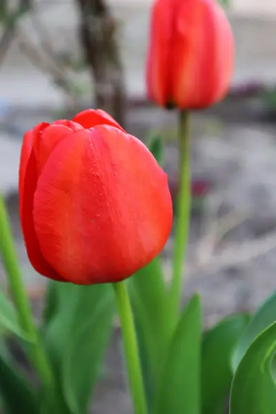 Rote Tulpenblüten Garten — Stockfoto