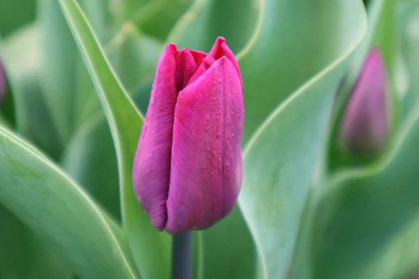 Purple Tulip Flower Garden — Stock Photo, Image