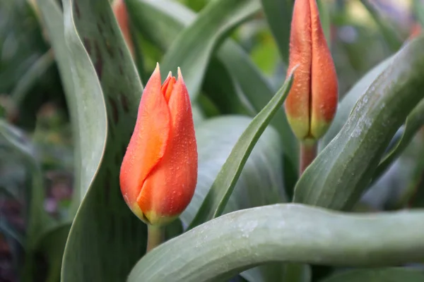 Tulipán Naranja Greig Jardín — Foto de Stock