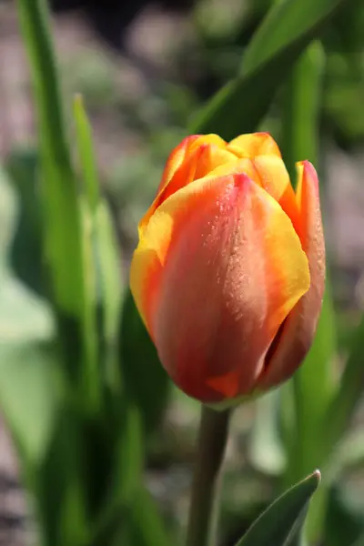 Tulipe Rouge Jaune Dans Jardin — Photo