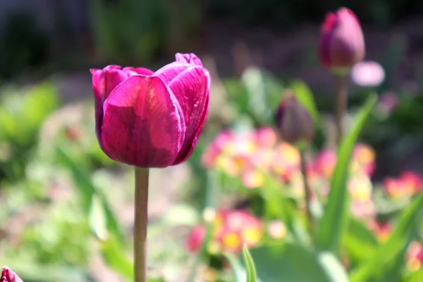 Lila Frottee Tulpe Garten — Stockfoto