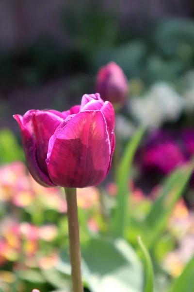 Lila Frottee Tulpe Garten — Stockfoto