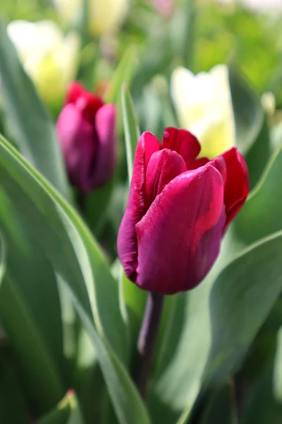 Lila Tulpenblüte Garten — Stockfoto