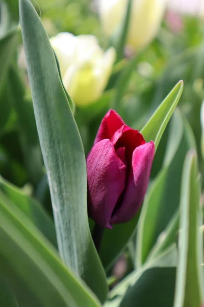 Violetti Tulppaani Kukka Puutarhassa — kuvapankkivalokuva