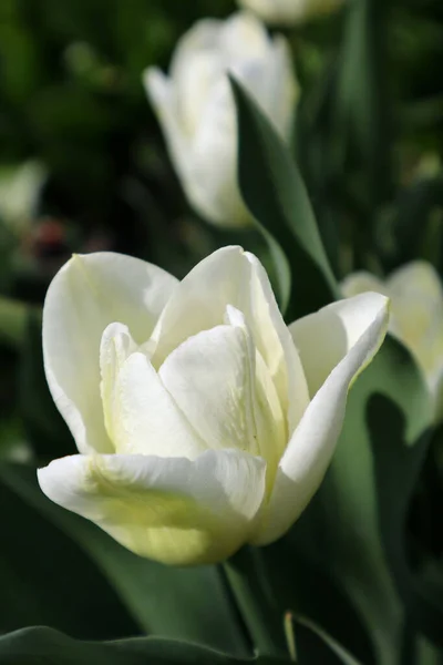 Bahçedeki Beyaz Lale Çiçekleri — Stok fotoğraf