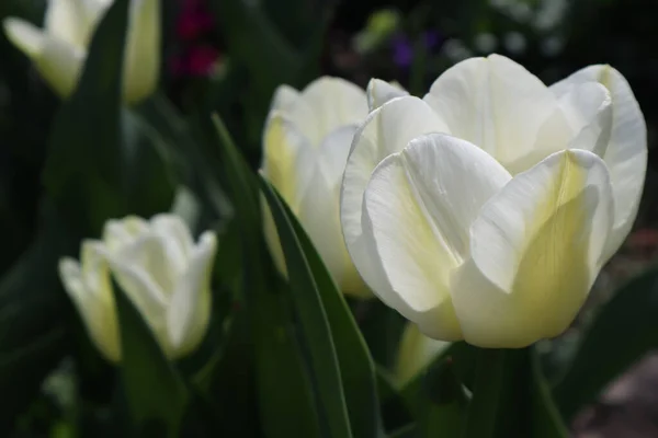 Bahçedeki Beyaz Lale Çiçekleri — Stok fotoğraf
