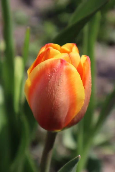 Fiore Tulipano Arancione Giardino — Foto Stock