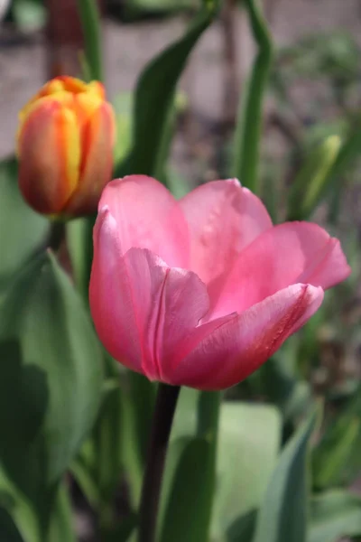 Tulipe Rose Dans Jardin — Photo