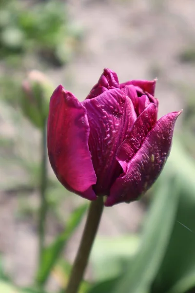 Fialový Froté Tulipán Zahradě — Stock fotografie