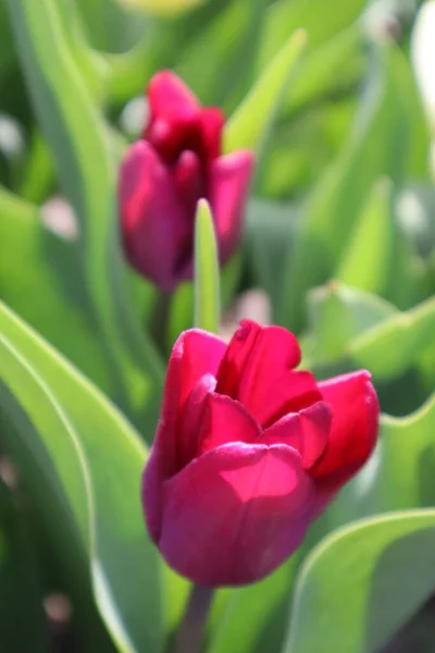 Flor Tulipa Roxa Jardim — Fotografia de Stock