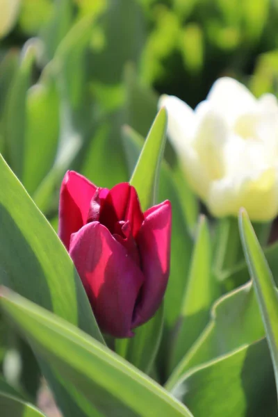 Purple Tulip Flower Garden — Stock Photo, Image