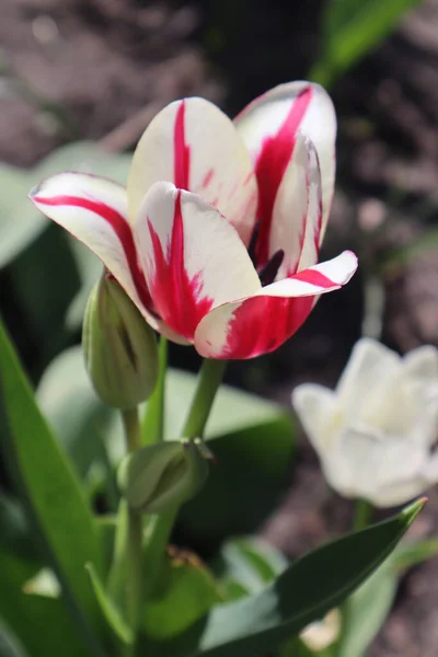 Fleurs Tulipes Rembrandt Dans Jardin — Photo