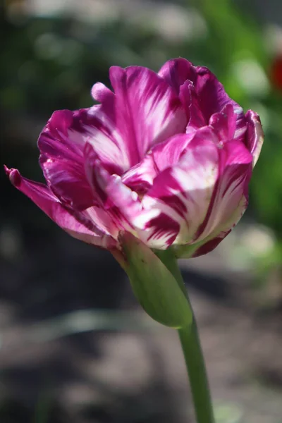 Lila Frottee Tulpe Garten — Stockfoto