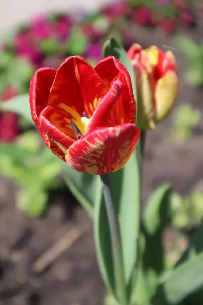 Fiore Tulipano Rosso Giallo Rembrandt Nel Giardino — Foto Stock
