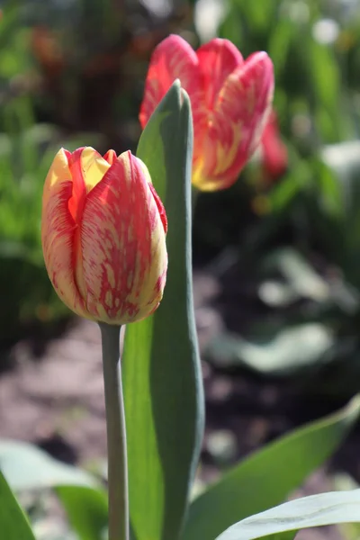 Fleur Tulipe Rembrandt Rouge Jaune Dans Jardin — Photo