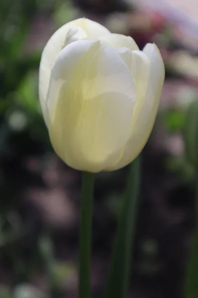 Tulipa Branca Flores Jardim — Fotografia de Stock