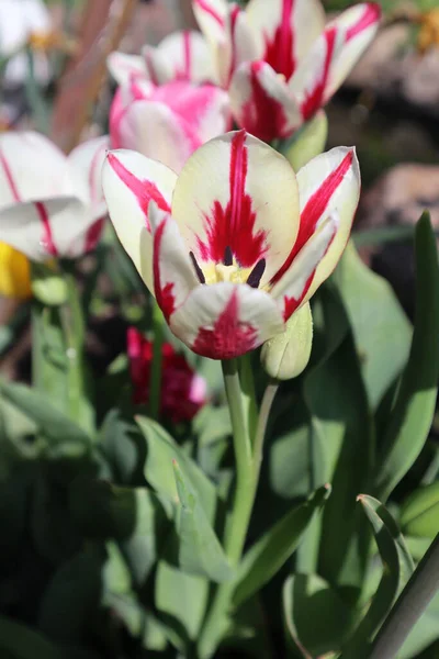Fiori Tulipano Rembrandt Giardino — Foto Stock