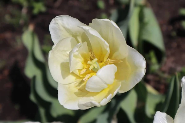 Bílý Teriér Tulipán Květ Zahradě — Stock fotografie