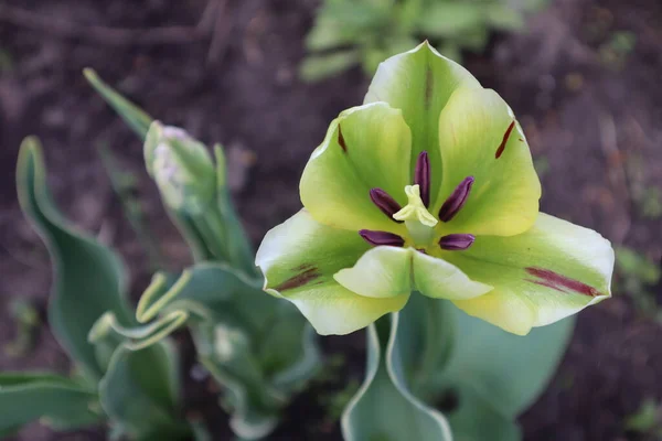 Декоративно Зеленый Цветок Тюльпана Саду — стоковое фото