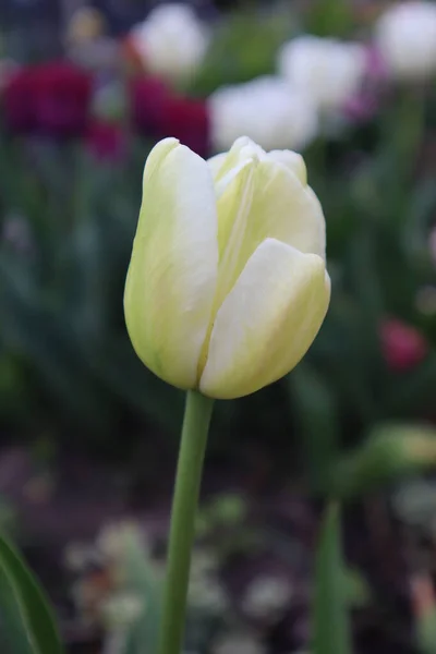 Fiori Tulipano Giallo Giardino — Foto Stock