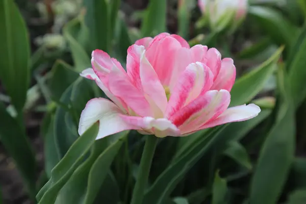 Flores Tulipán Rizo Rosa Jardín — Foto de Stock