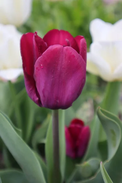 Fioletowy Kwiat Tulipana Ogrodzie — Zdjęcie stockowe