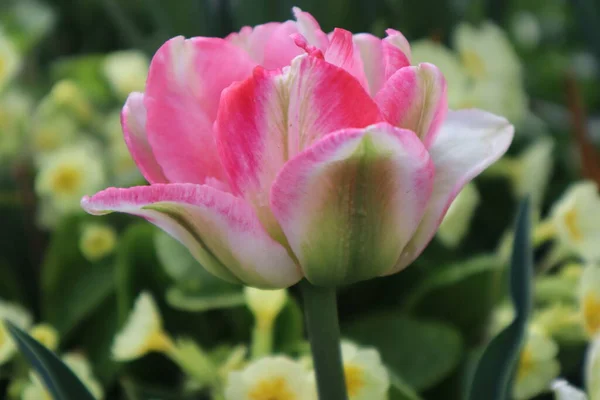 Rosa Frottee Tulpenblume Garten — Stockfoto