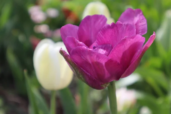 Tulipán Rizo Púrpura Jardín — Foto de Stock