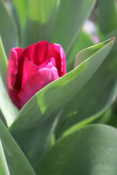 Fleur Tulipe Pourpre Dans Jardin — Photo