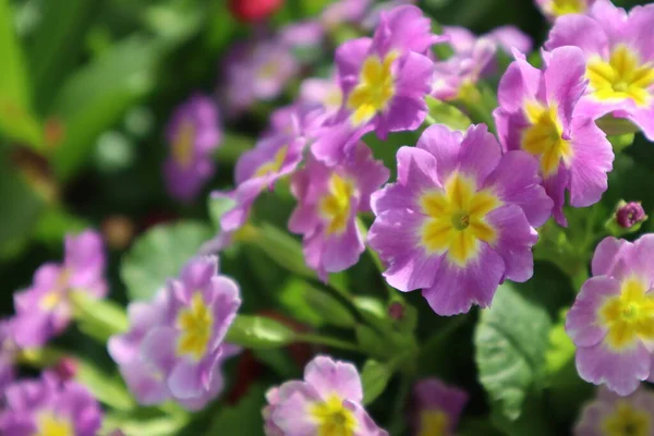 Purple Bunga Primrose Taman — Stok Foto