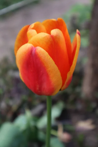 Flor Uma Tulipa Laranja Jardim — Fotografia de Stock