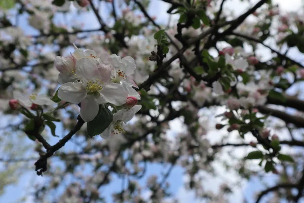 Apple tree flowers. Blooming apple orchard in spring.