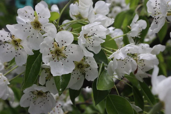 Fiori Pero Giardino Fioritura Giardino Primaverile — Foto Stock