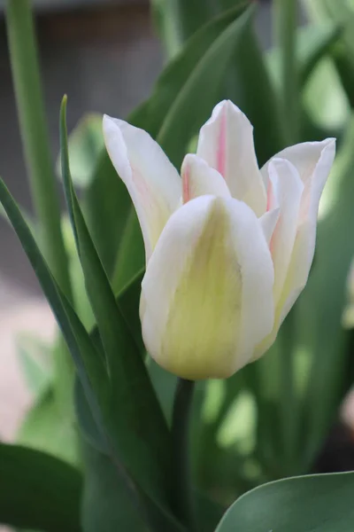 Tulipa Branca Flores Jardim — Fotografia de Stock