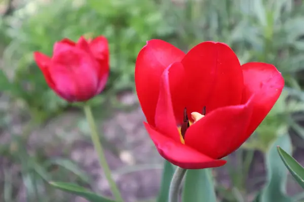 Fiori Tulipano Rosso Giardino — Foto Stock
